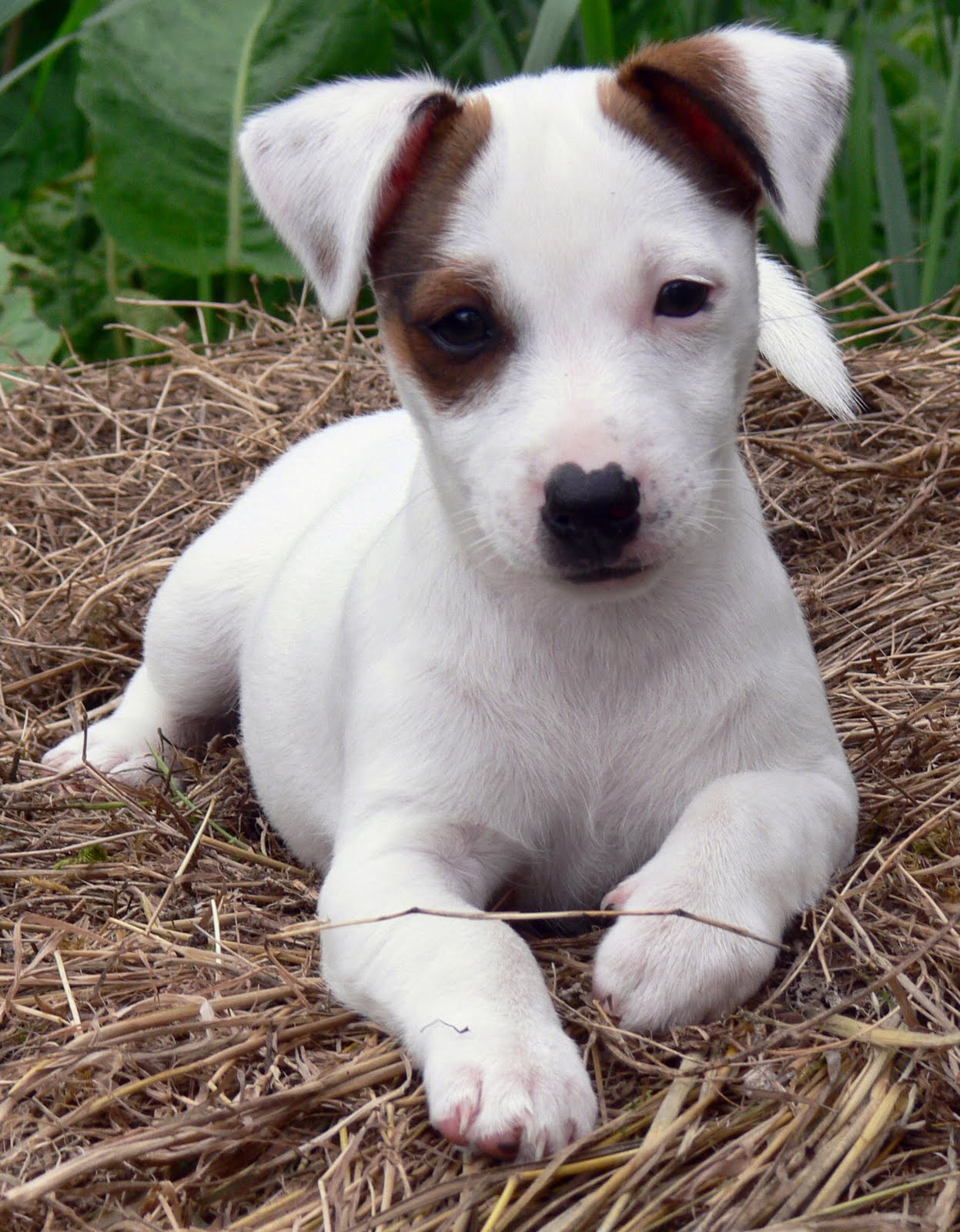 Jack_Russell_Puppy_Eddi.JPG