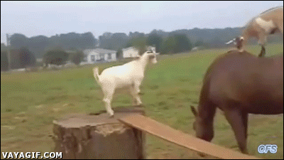 king-of-the-horse