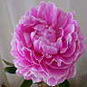 icon020.gif