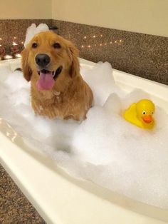 6b6634e2668b3e65a881e5162629861f--splish-splash-bath.jpg