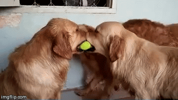 ac321f042c4d60da55404f5cff7cedbf.gif