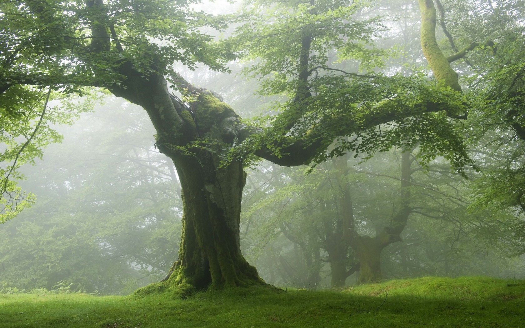 tree-wallpaper-8.jpg