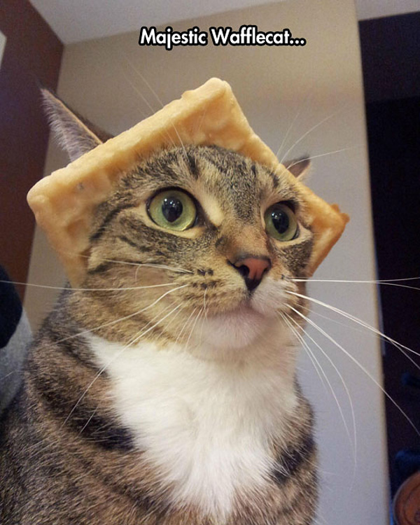 majestic-waffle-cat.jpg
