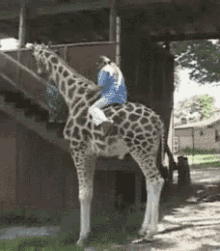 giraffe-fall.gif