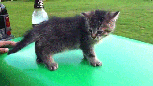 1l2G.gif