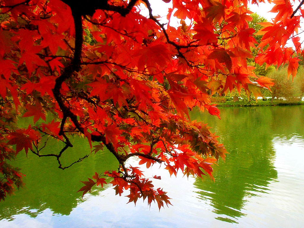 leaves.jpg