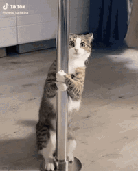 pole-dancing-cat-lfkwbuxg298dyc0a.gif