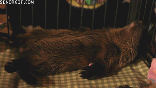 groundhog-dreaming