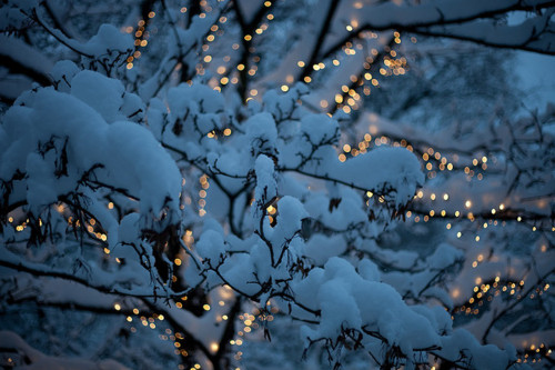 christmas-christmas-lights-forest-snow-trees-Favim.com-128965.jpg