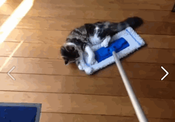 ani_cat-magnet-mop.gif