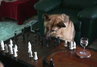 dog-chess2.jpg