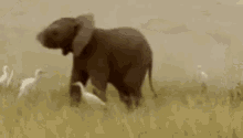 elephant-happy.gif