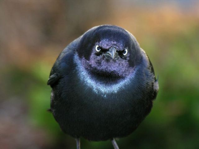 a_few_reallife_angry_birds_640_05.jpg