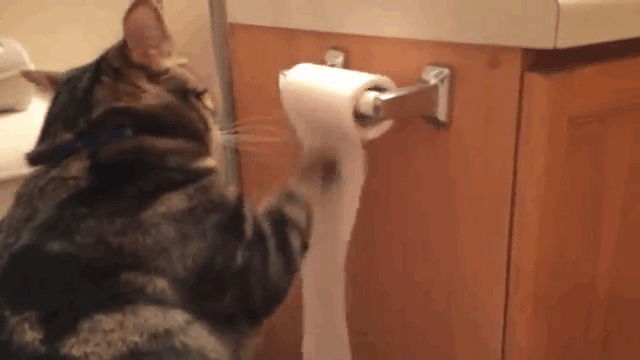 cat_roll_gif.gif