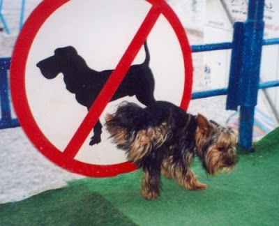 bad-animals-05.jpg