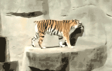 a-tiger-is-startled-by-a-bird-flying-past