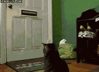 cat-gets-mail