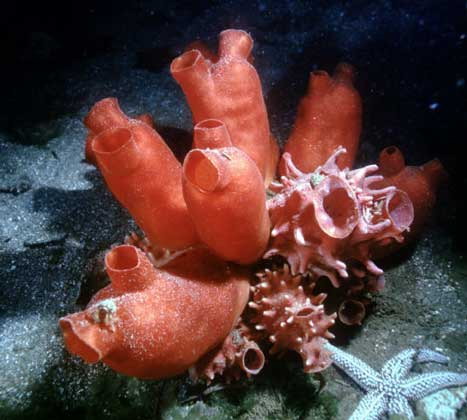 ascidii_halocynthia_Russian_website.jpg