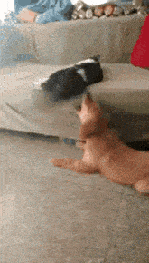 funny-cat-slaps-dog.gif