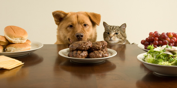 pet_recipes.jpg