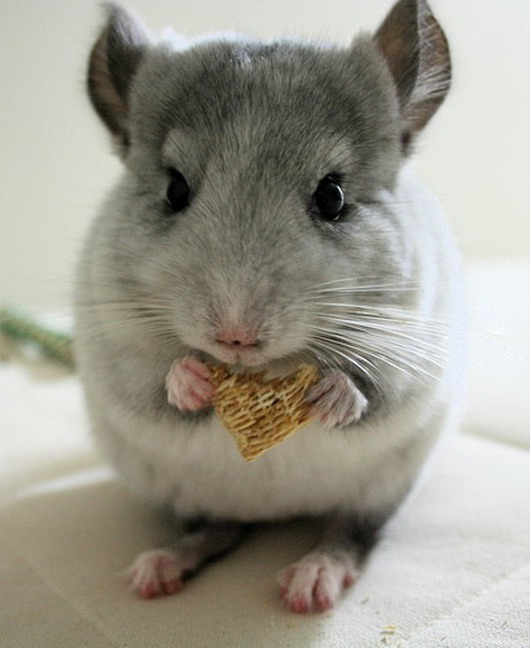 chinchilla-eating-wheaties.jpg