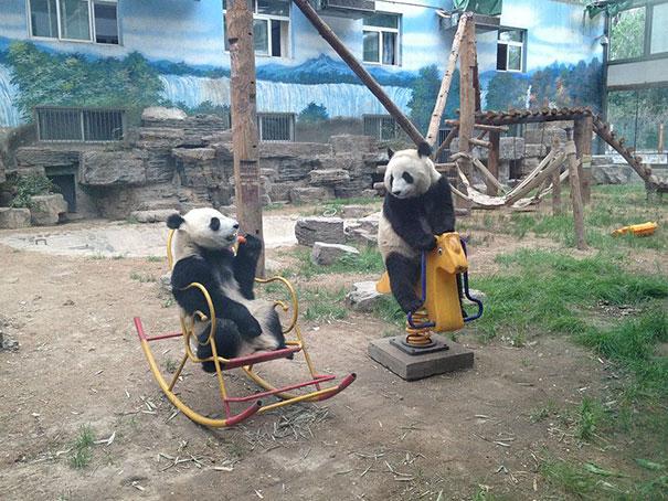 funny-bears-doing-human-things-31.jpg