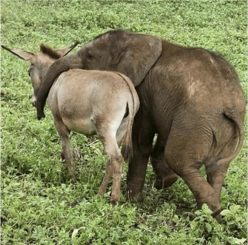 animal