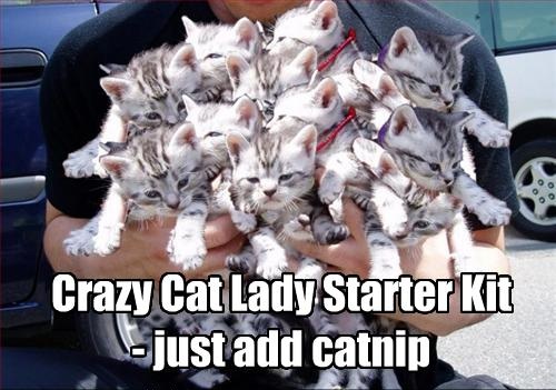 CrazyCat.jpg