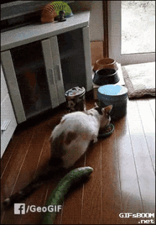 salatalik-kedi.gif