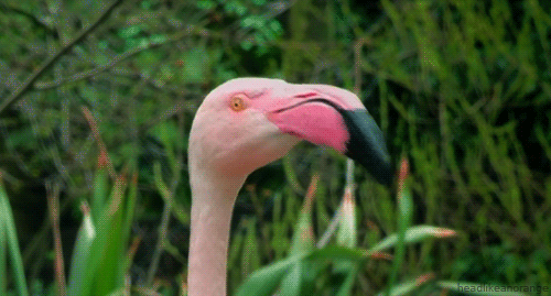 flamingo