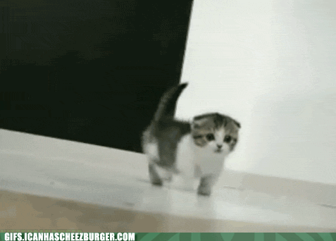 animal-gifs-itty-bitty-legses