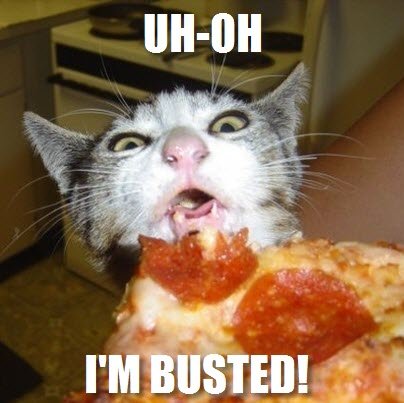 pizza-cat.jpg