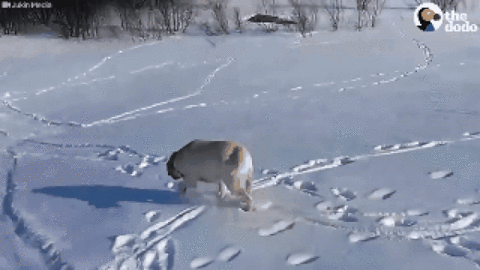 2di3.gif
