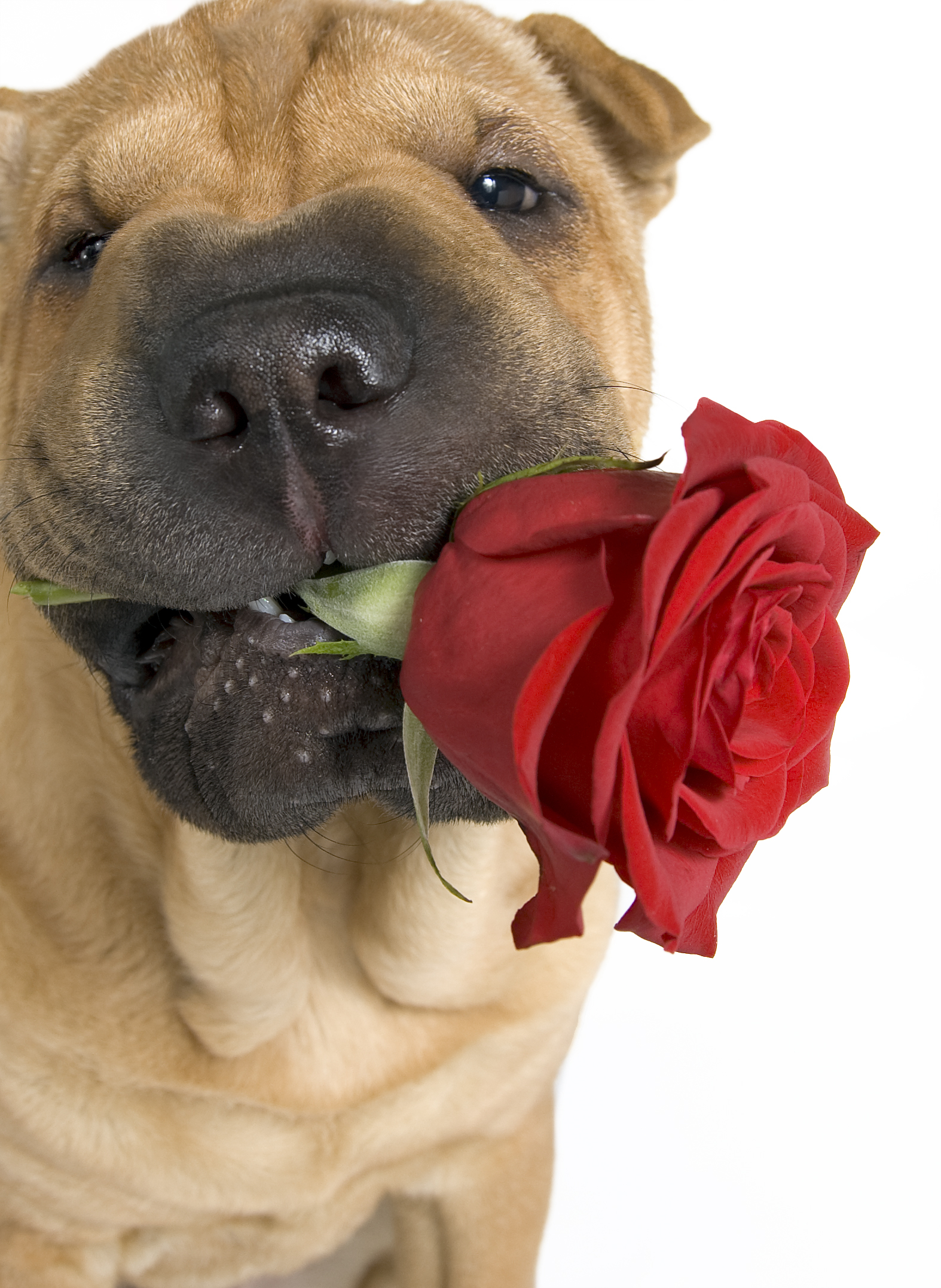 shar-pei-dog-with-cute-rose-wallpaper.jpg