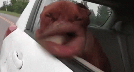 just-blowing-in-the-wind-travel.gif