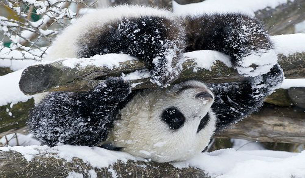 panda4.jpg