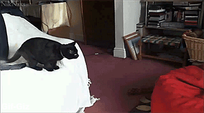 TJym.gif