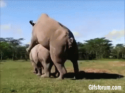 one-reason-the-rhino-is-endangered
