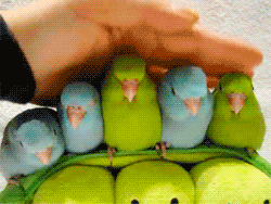 bbbbb-birds-29041475-250-188.gif