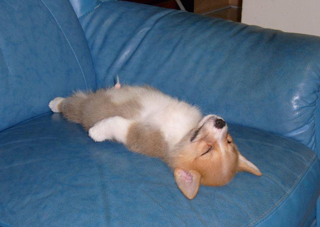 dog_relax.jpg