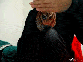 mZdFqFZ.gif
