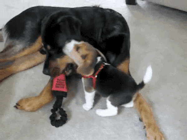 aac946f04ec26c0a92b385e00777d2a2.gif