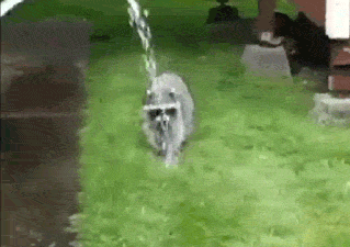 15NS.gif