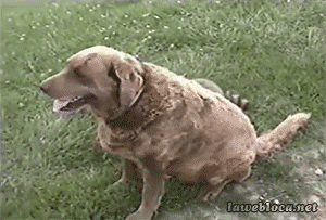 ypdFZPm.gif