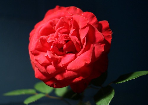 8743686559_15acfc86ab.jpg