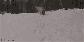 ta4fcaf_Dogs-snow-body-sledding.gif