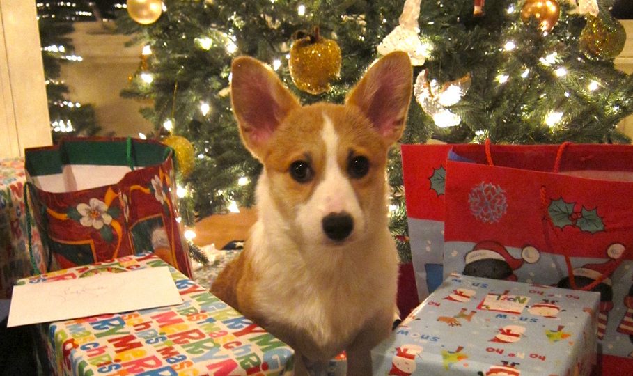 puppy-christmas-tree-909x540.jpg