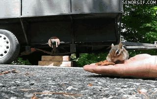 chipmunk-is-nuts-about-almonds