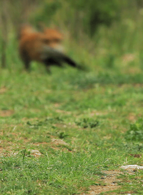 nature-6.gif