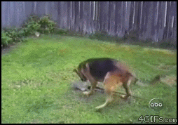 funny-animal-gifs-dog.gif